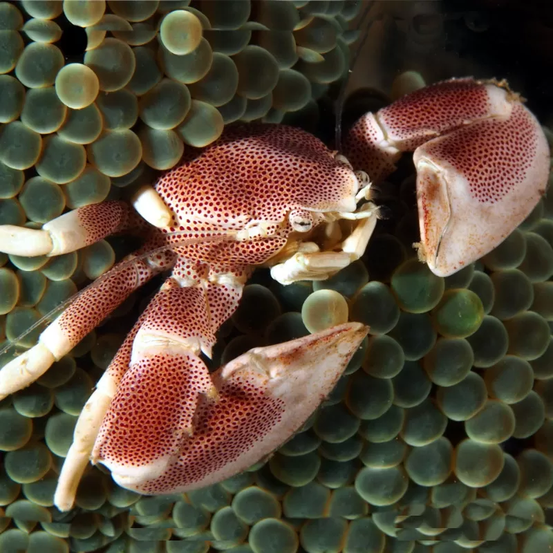 Neopetrolisthes Maculatus | Coralandfishstore.nl