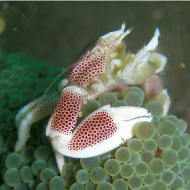 Neopetrolisthes Maculatus | Coralandfishstore.nl