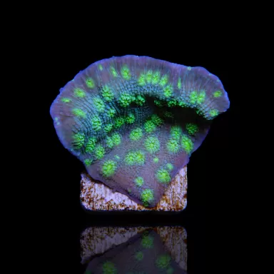 Echinopora lamellosa | Coralandfishstore ✔ Niedrigster Preis