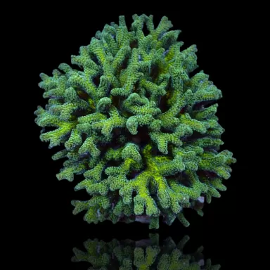 Kaufen Sie Seriatopora Caliendrum | Coralandfishstore.nl