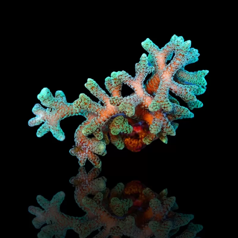 Kaufen Sie Seriatopora Caliendrum | Coralandfishstore.nl