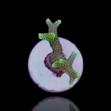 Kaufen Sie Seriatopora Caliendrum | Coralandfishstore.nl