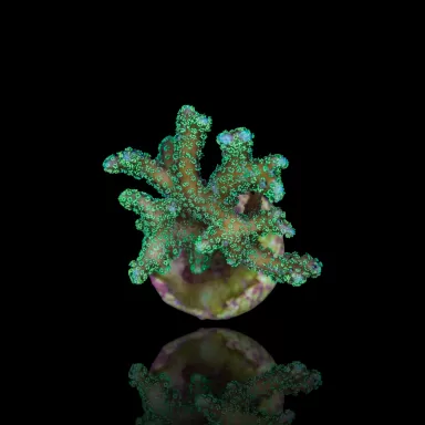 Kaufen Sie Seriatopora Caliendrum | Coralandfishstore.nl