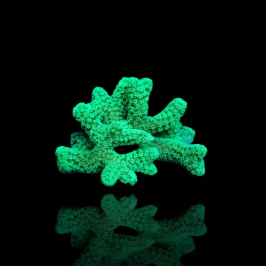 Kaufen Sie Seriatopora Caliendrum | Coralandfishstore.nl