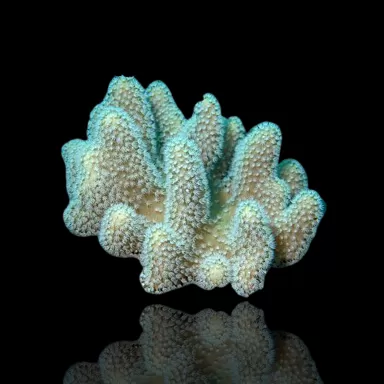 Lobophytum sp (L) Bali| Coralandfishstore.nl