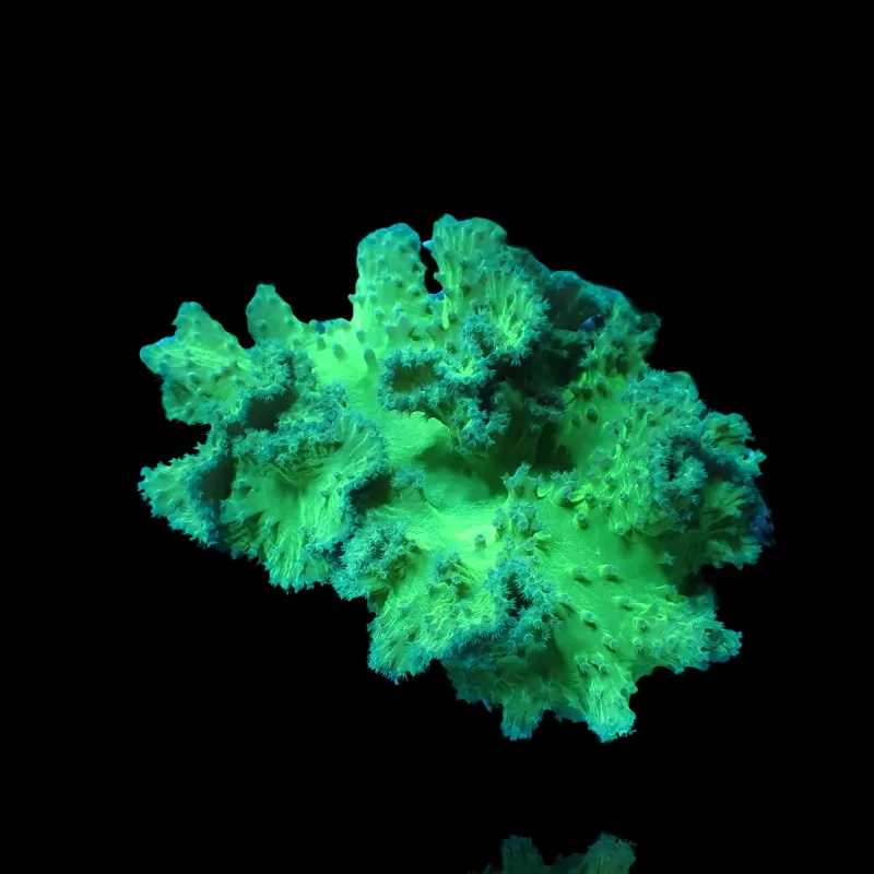 Sinularia Dura Green- Kroepoekleder kopen | Coralandfishstore.nl