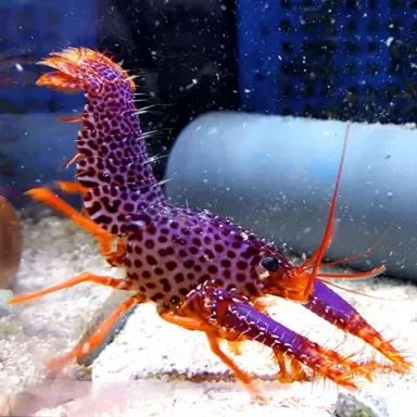 Enoplometopus Debelius | Coralandfishstore.nl ✔ Niedrigster Preis
