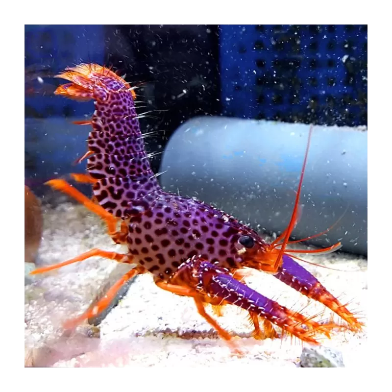 Enoplometopus Debelius | Coralandfishstore.nl ✔ Niedrigster Preis