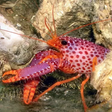 Enoplometopus Debelius | Coralandfishstore.nl ✔ Niedrigster Preis