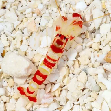 Alpheus Pistolengarnelen | Coralandfishstore.nl. ✔ Niedrigster Preis