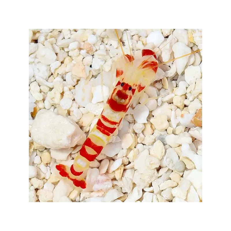 Alpheus Pistolengarnelen | Coralandfishstore.nl. ✔ Niedrigster Preis