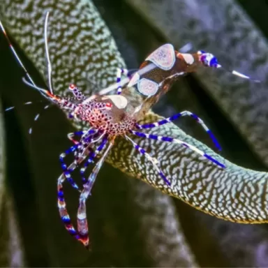 Perilimenes sp. bestellen ? l Coralandfishstore.nl