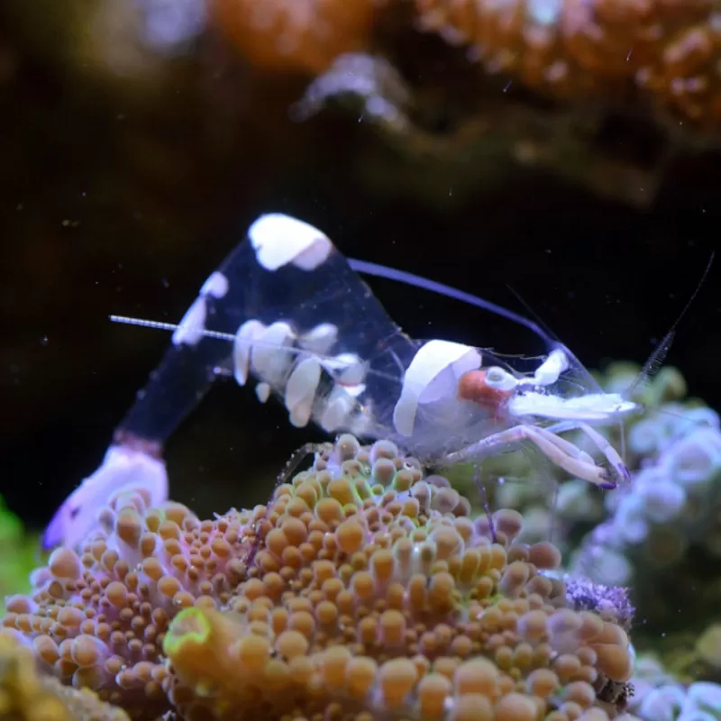 Periclimenes sp. bestellen ? l Coralandfishstore.nl