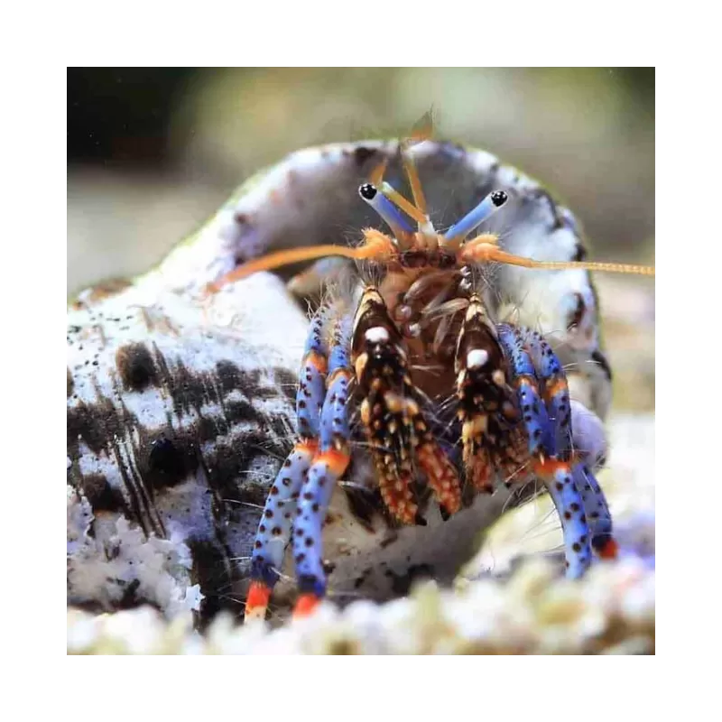 Clibanarius sp. - Einsiedlerkrebs