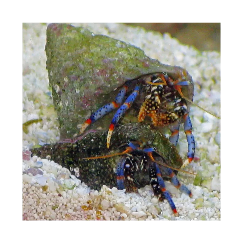 Clibanarius sp. - Einsiedlerkrebs