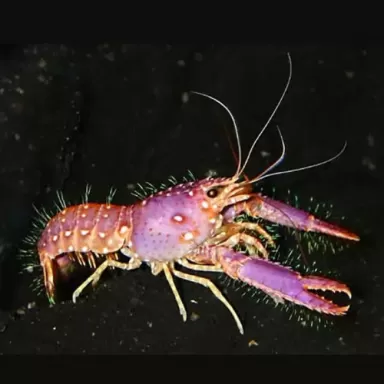 Enoplometopus Daumi - Lila Riffhummer ✔ Einfach online bestellen! ✔ Niedrigster Preis