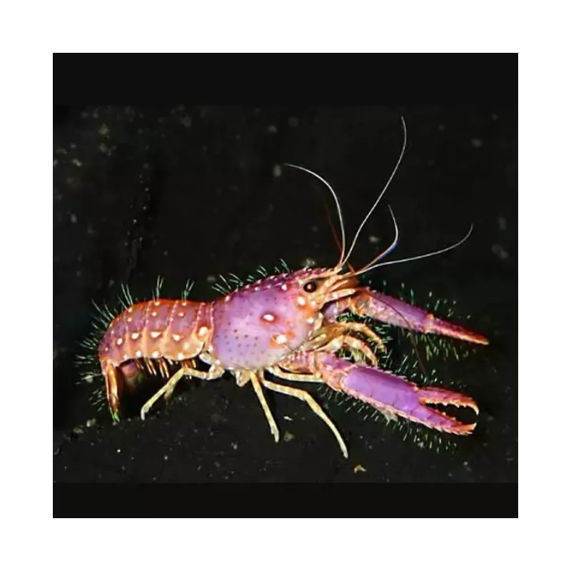 Enoplometopus Daumi - Lila Riffhummer ✔ Einfach online bestellen! ✔ Niedrigster Preis