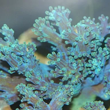 Cespitularia sp Fosfor Blue Kenya bestellen? l Coralandfishstore.nl