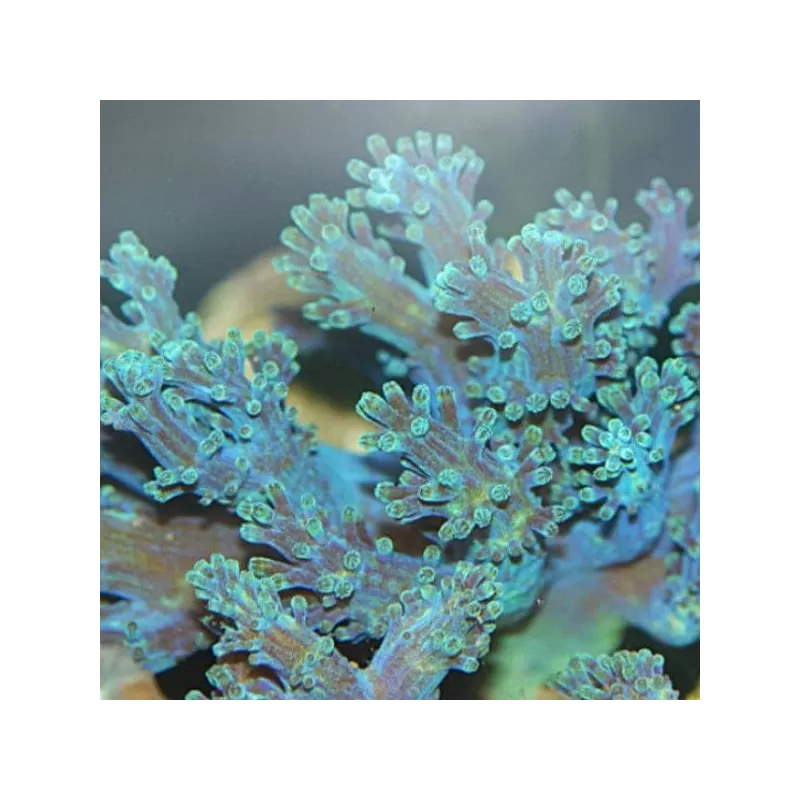 Cespitularia sp Fosfor Blue Kenya bestellen? l Coralandfishstore.nl