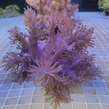 Cespitularia sp Fosfor Blue Kenya bestellen? l Coralandfishstore.nl