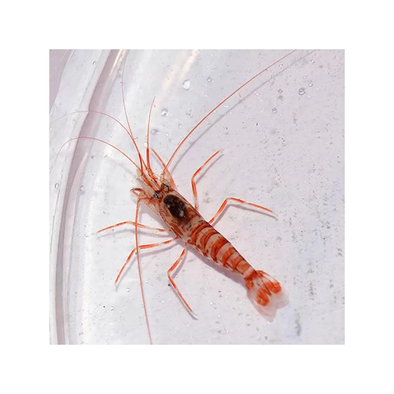 Lysmata Kükenthali | Coralandfishstore ✔ Einfach online bestellen! ✔ Niedrigster Preis