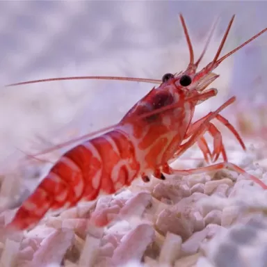 Lysmata Kuekenthali kopen?| Coralandfishstore