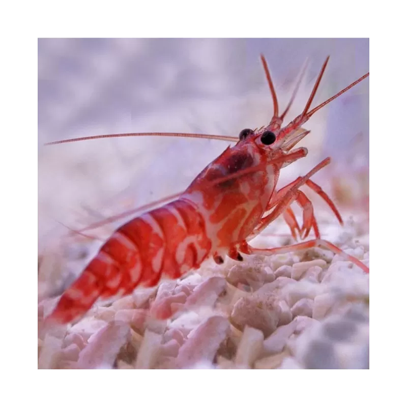 Lysmata Kükenthali | Coralandfishstore ✔ Einfach online bestellen! ✔ Niedrigster Preis