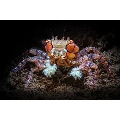 Lybia Tessellata is gekent bij ons als de boxerkrab of pompomkrab