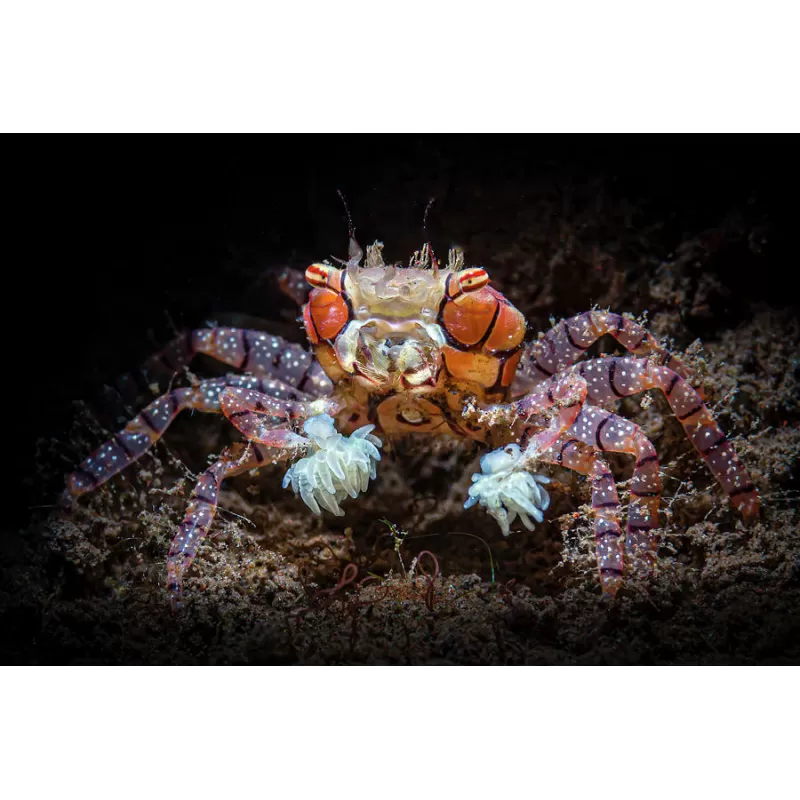 Lybia Tessellata is gekent bij ons als de boxerkrab of pompomkrab