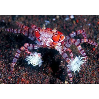 Lybia Tessellata is gekent bij ons als de boxerkrab of pompomkrab