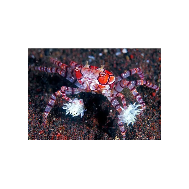 Lybia Tessellata is gekent bij ons als de boxerkrab of pompomkrab