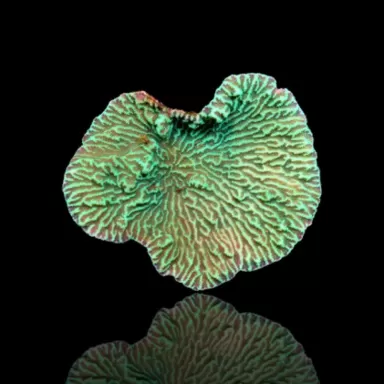 Merulina Ampliata L size kopen | Coralandfishstore.nl