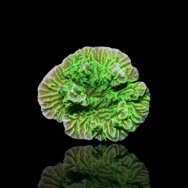 Merulina Ampliata Green