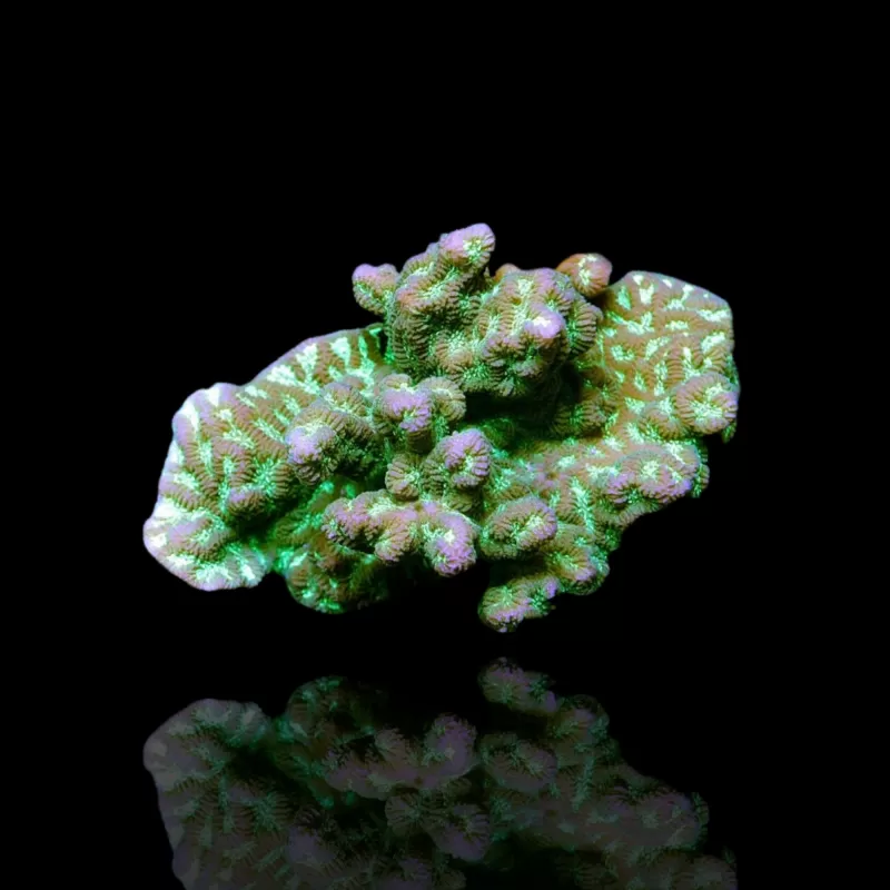 Merulina Ampliata Green bestellen ? l Coralandfishstore.nl