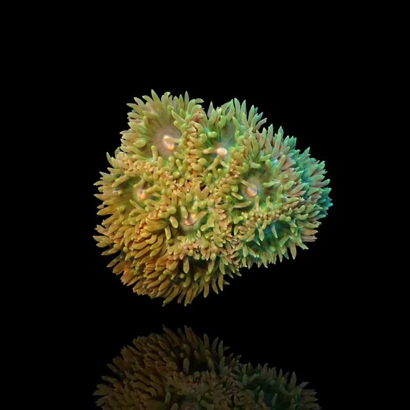 Duncanopsammia Axifuga M-Größe Australien| Coralandfishstore.nl