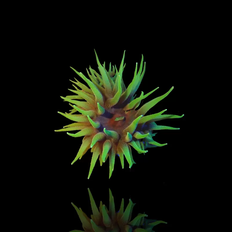 Duncanopsammia Axifuga M-Größe Australien| Coralandfishstore.nl