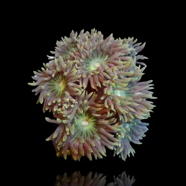 Duncanopsammia Axifuga M-Größe Australien| Coralandfishstore.nl