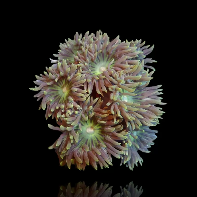 Duncanopsammia Axifuga M-Größe Australien| Coralandfishstore.nl