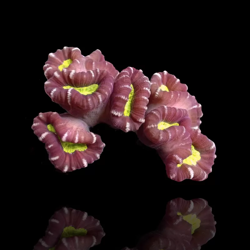 Caulastrea echinulata Australia  (per kop) bestellen ? l Coralandfishstore.nl