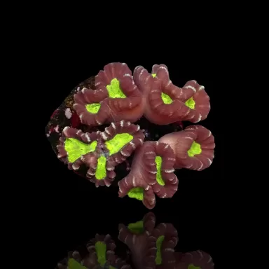 Caulastrea echinulata Australien bestellen (pro Kopf) ? l Coralandfishstore.nl