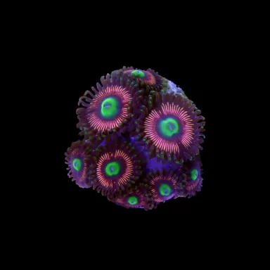 Zoanthus Herr der Ringe Größe S| Coralandfishstore.nl