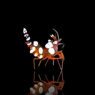 Thor Amboinensis Sexy Garnelen