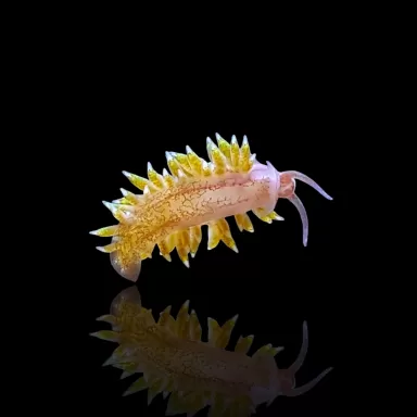Berghia Nudibranch ( tegen glasanemonen )