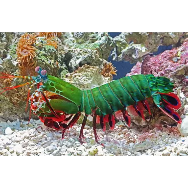 Möchten Sie Odontodactylus Scyllarus kaufen? | Coralandfishstore.nl