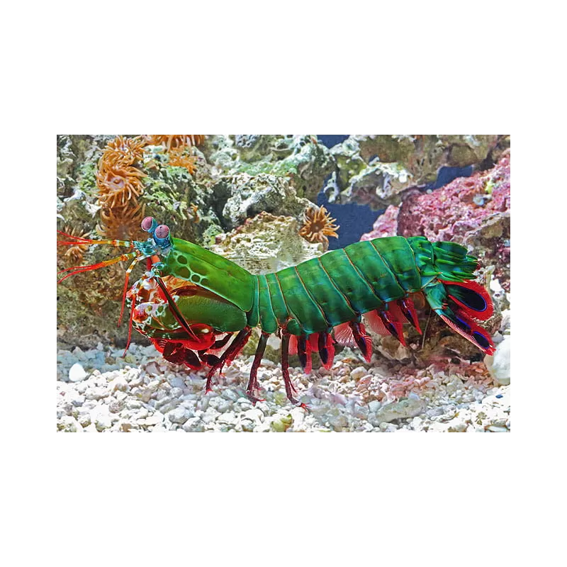 Möchten Sie Odontodactylus Scyllarus kaufen? | Coralandfishstore.nl