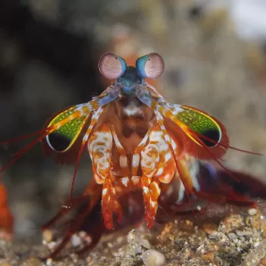 Möchten Sie Odontodactylus Scyllarus kaufen? | Coralandfishstore.nl