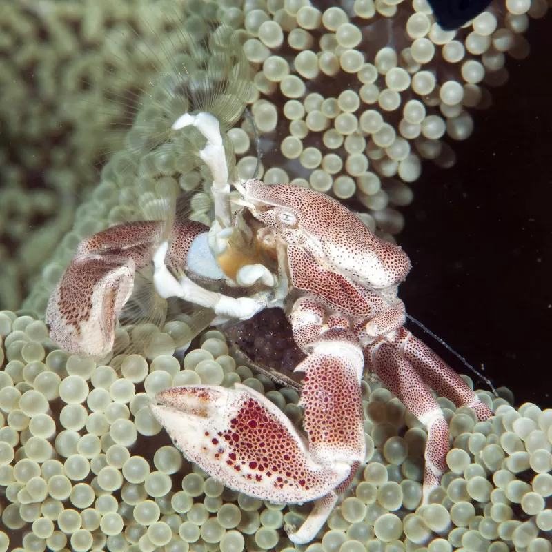 Neopetrolisthes Ohshimai | Coralandfishstore.nl