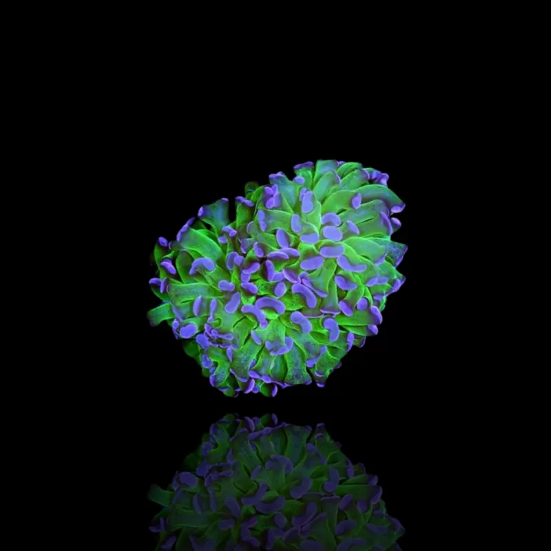 Euphyllia Paraancora Groen-paars  kopen | Coralandfishstore.nl