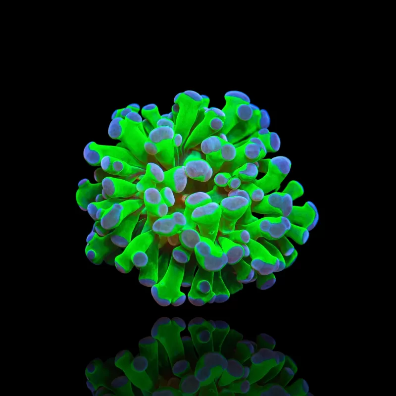 Euphyllia Paraancora Groen-paars  kopen | Coralandfishstore.nl