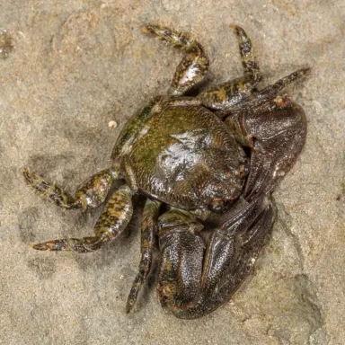 Petrolistes sp. bestellen ? l Coralandfishstore.nl